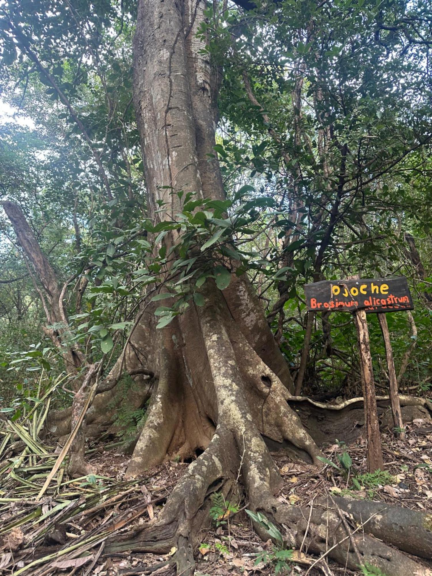 Finca Avellanas Lorena Eksteriør bilde